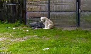 У Румунії собака п’ять років сидить біля будинку померлого господаря (відео) 