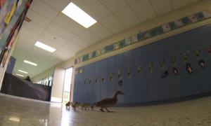 У США щорічно закривають школу через качку з каченятами