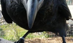 Ворона вкрала цуценя чихуахуа у хворої мешканки Австралії

