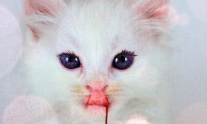 Учені: Кішки з радістю з’їли б своїх господарів. Якби могли