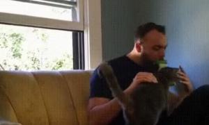 Американець створив щітку, якою можна лизати кішок (відео)