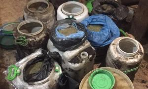 СБУ викрила виробництво канабісу в промислових масштабах