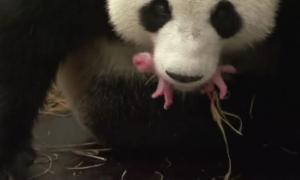У Бельгії в гігантської панди народилося дитинча (відео)
