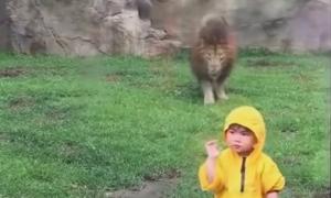 У японському зоопарку лев спробував напасти на маленького хлопчика (відео)