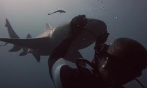 Мережу «підірвало» відео з грайливою акулою, яка «закохалася» в аквалангіста
