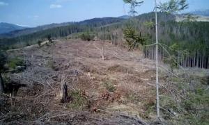 СБУ викрила незаконний експорт лісу на Франківщині