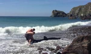 Британець врятував викинутого на берег «дельфіна», який виявився гігантською акулою (відео)