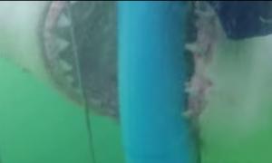 Мережу вразило відео з плавцями, яких під водою атакує акула