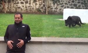 Мережу «підірвало» відео з пантерою, яка кидається на людину… щоб обняти