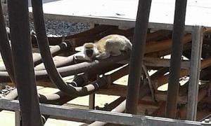 Незграбна кенійська мавпа залишила без електроенергії всю країну