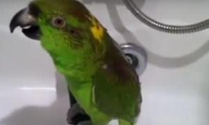 Мережу вразило відео з папугою, який наспівує «Біловезьку пущу»