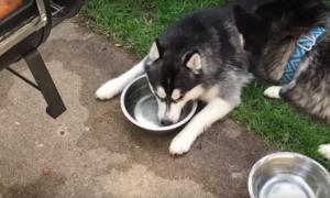 Мережу підкорило відео з собакою, яка вміє пускати бульбашки у воді
