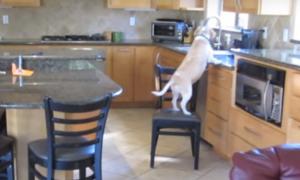 Мережу вразило відео з надзвичайно кмітливим псом, який краде їжу з мікрохвильової печі