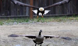 Сутичка гусака та орлана підкорила Мережу (фото)