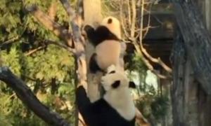 Мережу підкорило відео з мамою-пандою, яка вчить дитинча спускатися з дерева