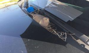 У США голубка звила гніздо на капоті поліцейської машини (фото)
