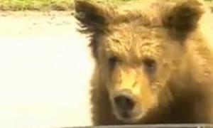 Голодний ведмідь канючив їжу в туристів у російській Карелії (відео)