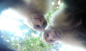 Мавпи вкрали камеру в американського туриста і зробили селфі (фото)