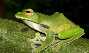 Французьких пенсіонерів зобов’язали засипати ставок у їхньому дворі через надто горлатих жаб 