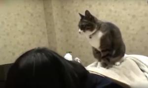 Мережу підкорило відео з котом-масажистом, який «працює» у японському спа