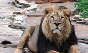 П’яний індієць стрибнув у вольєр до левів, щоб потиснути їм лапи (відео) 