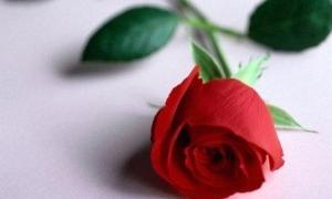 В Україні одна троянда коштуватиме до 80 гривень