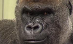У зоопарку Дубліна горила втратила свого партнера, з яким прожила понад 20 років
