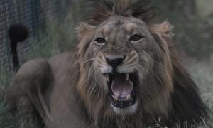 В Індії «заарештували» 18 левів за підозрою у вбивстві трьох людей