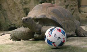 Тварини у віденському зоопарку попрактикувалися у володінні футбольним м’ячем (фото)