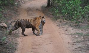 В Індії туристи зафільмували смертельний двобій тигра та леопарда (відео)