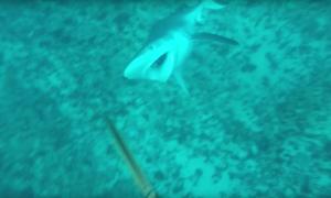 Австалійський водолаз зняв на відео напад на нього рифової акули