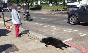 У Лондоні затримали жінку, яка тягала за собою мертву собаку