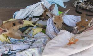 Австралійка «всиновлює» осиротілих дитинчат кенгуру