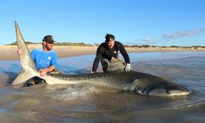 Австралійські рибалки спіймали 10 акул лише для того, щоб зробити з ними «селфі» (фото)