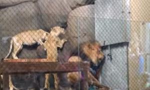 В американському зоопарку під час шоу для дітей левові випадково відрубали частину хвоста (відео)