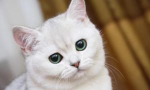 Учені вважають, що кішки здатні прогнозувати розвиток подій