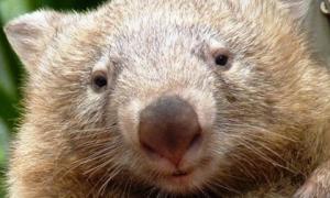 В Австралії вомбат помер від туги за туристами