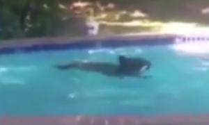 У США ведмідь перелякав сімейну пару, купаючись в їхньому басейні (відео)
