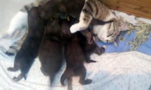 У Новосибірському зоопарку  кішка вигодувала п’ятьох вовченят 