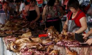 У Китаї пройде фестиваль з поїдання собачого м’яса
