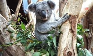 У Німеччині «звільнили» коалу, яка дала невірні прогнози на матчі «Євро-2016»