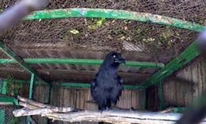 У Харківському зоопарку живе ворон, який говорить (відео)
