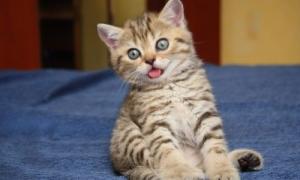 У Росії працівники СТО в приладовій панелі автомобіля виявили кошеня