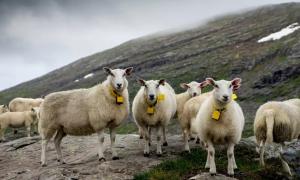 Норвезькі вівці стануть гідами для туристів (відео)