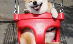 «Щаслива собака» з Японії стала новою інтернет-сенсацією 