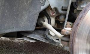 Австрійські пожежники врятували  кота, який застряг у двигуні автомобіля
