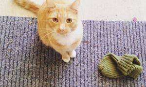 Австралійський кіт краде сусідські речі і дарує їх своїм господарям
