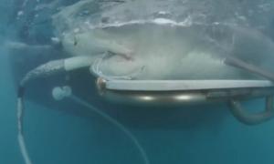 Вагітній акулі вперше зробили УЗД (відео)