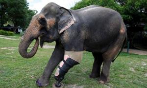 Слони в Таїланді отримують  протези замість втрачених на мінному полі ніг