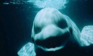 Данські вчені розшифрували код «розмови» китів 